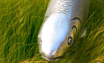 真诚服务您的短信轰炸服务